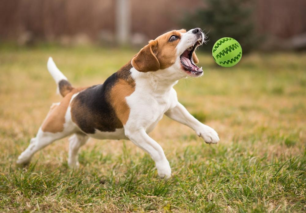 Pet dog rubber ball is suitable for dog and cat chew toys