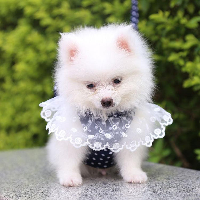 Cute Bow-knot Small Dog Harness Vest Leash Suit Pet Accessories